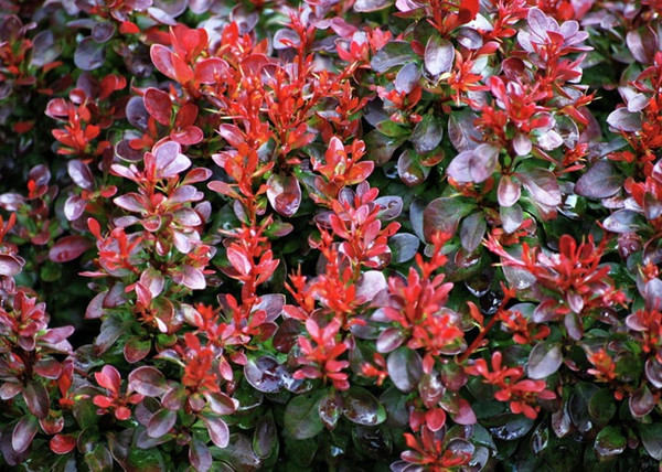 Berberis thunbergii Atropurpurea Nana / Japán vérborbolya törpe Berberis thunbergii Atropurpurea Nana / Japán vérborbolya törpe