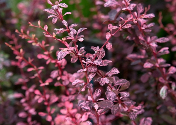 Berberis thunbergii Harlequin / Tarka Japán Borbolya