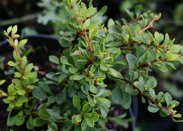 Berberis thunbergii Kobold / Törpe gömb Japán borbolya