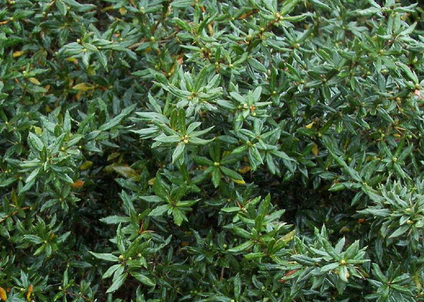 Berberis candidula jytte / Törpe ezüstös borbolya Berberis candidula jytte / Törpe ezüstös borbolya