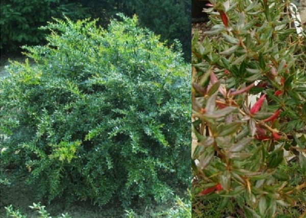 Berberis candidula jytte / Törpe ezüstös borbolya Berberis candidula jytte / Törpe ezüstös borbolya