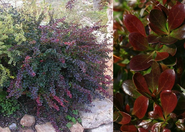 Berberis media Red jewel / Fényes levelű ékszerborbolya