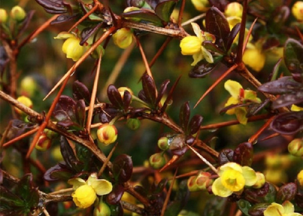 Berberis media Red jewel / Fényes levelű ékszerborbolya