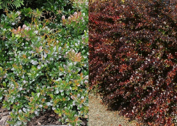 Berberis media Red jewel / Fényes levelű ékszerborbolya