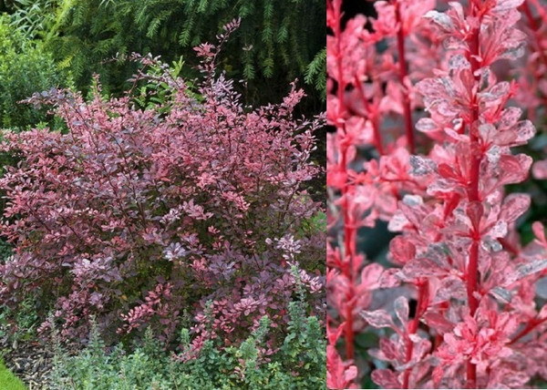 Berberis thunbergii Rose Glow / Tarka levelű borbolya