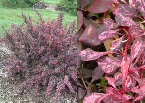 Berberis thunbergii Rose Glow / Tarka levelű borbolya