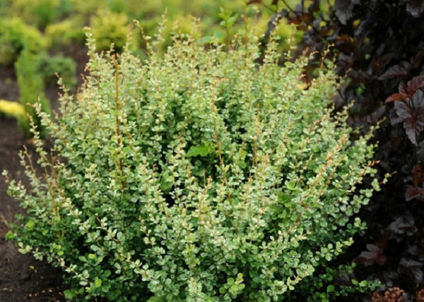 Berberis thunbergii kelleris / Borbolya márványmintás