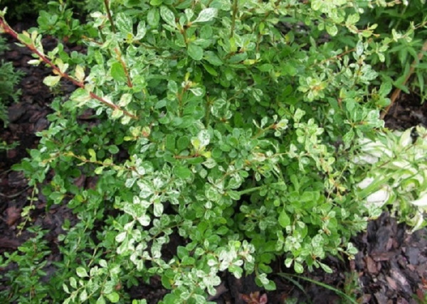 Berberis thunbergii kelleris / Borbolya márványmintás