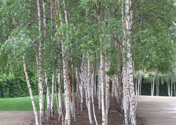 Betula pendula / Nyírfa