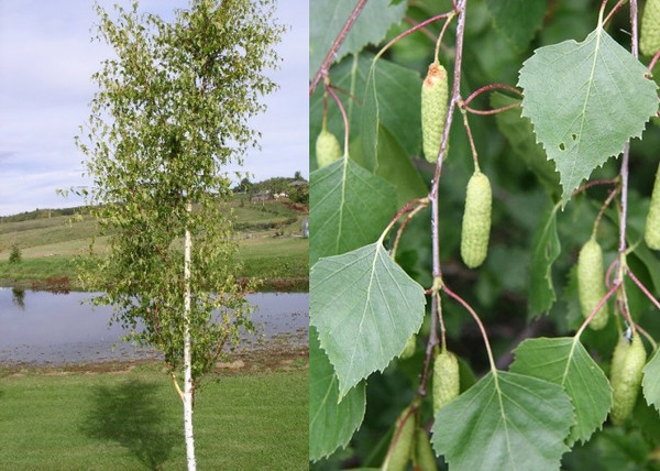 Betula pendula / Nyírfa