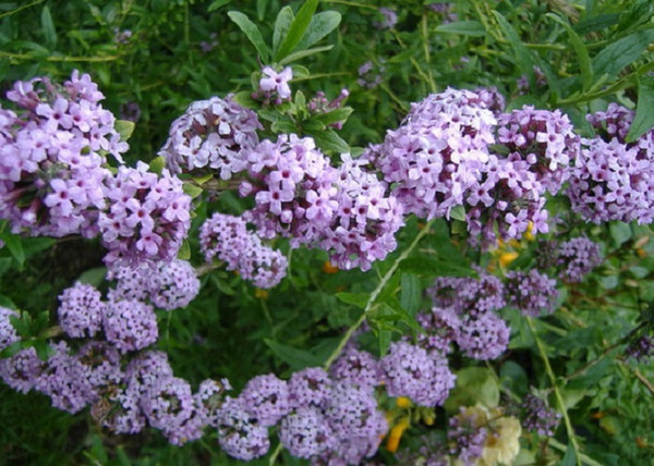 Buddleia alternifolia / Korai nyáriorgona