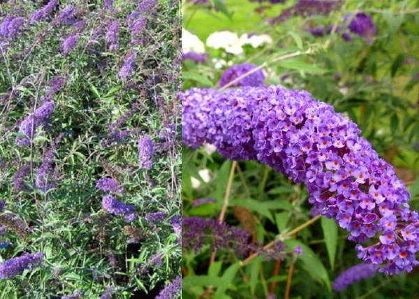 Buddleia davidii nanho Blue / Nyáriorgona kék