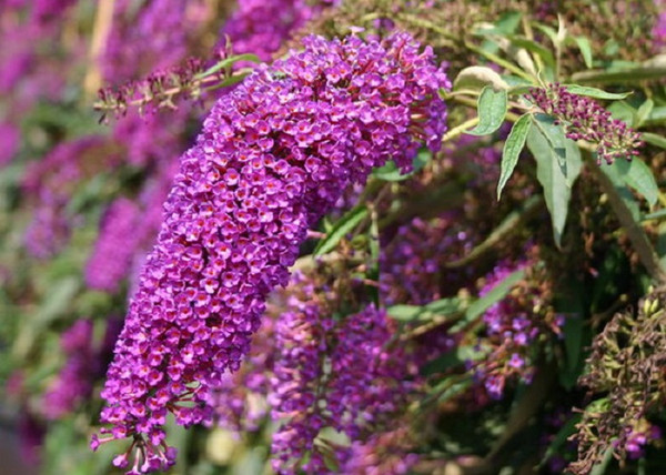 Buddleia davidii nanho purple / Nyáriorgona bíborrózsaszín Buddleia davidii nanho purple / Nyáriorgona bíborrózsaszín
