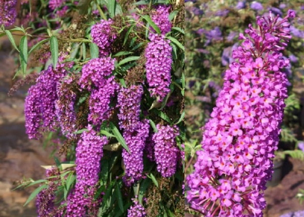 Buddleia davidii nanho purple / Nyáriorgona bíborrózsaszín Buddleia davidii nanho purple / Nyáriorgona bíborrózsaszín