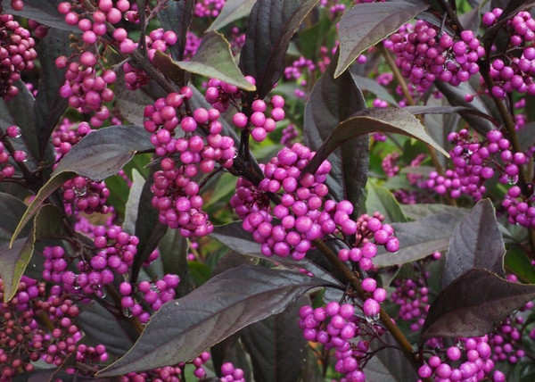 Callicarpa bodinieri / Kínai lila bogyó