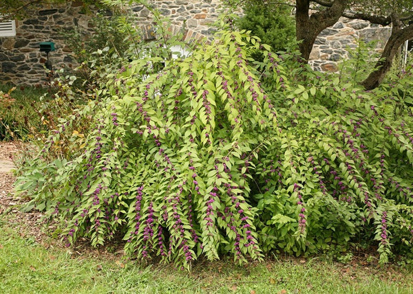 Callicarpa bodinieri / Kínai lila bogyó