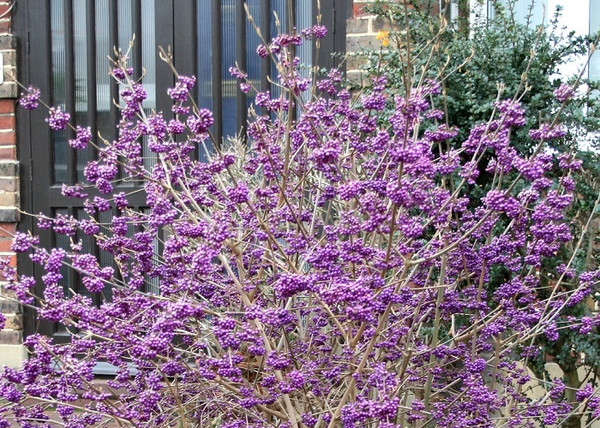 Callicarpa bodinieri / Kínai lila bogyó