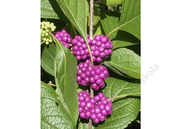 Callicarpa bodinieri / Kínai lila bogyó