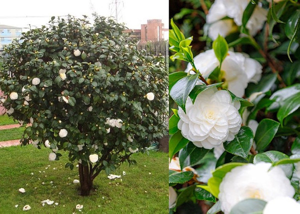 Camellia japonica Bianca / Kamélia fehér virágú