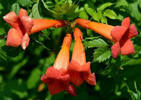 Campsis radicans Orange Trumpet / Trombitafolyondár Narancssárga