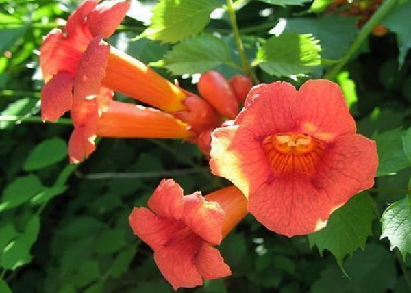 Campsis radicans Orange Trumpet / Trombitafolyondár Narancssárga