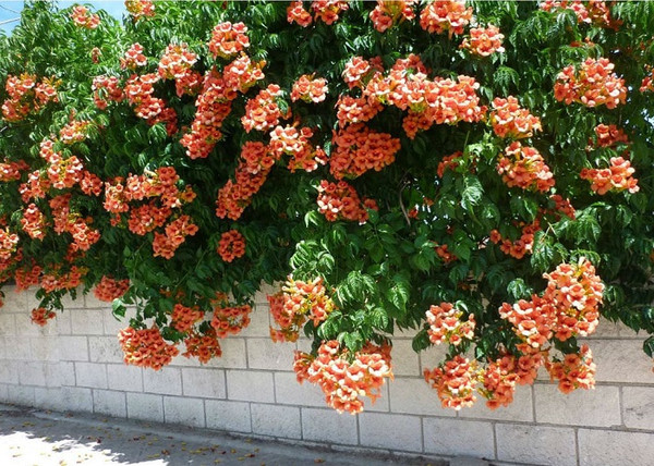 Campsis radicans Orange Trumpet / Trombitafolyondár Narancssárga