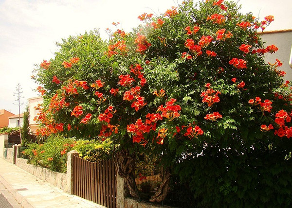 Campsis radicans Orange Trumpet / Trombitafolyondár Narancssárga