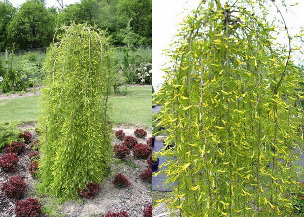 Caragana arborescens Walker / Szomorú - Csüngő borsófa Caragana arborescens Walker / Szomorú - Csüngő borsófa