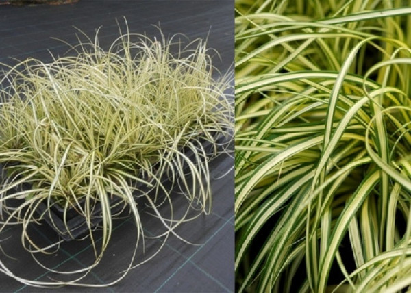 Carex oshimensis Evergold / Madárlábú tarka sás