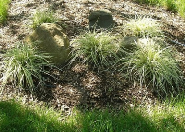 Carex oshimensis Evergold / Madárlábú tarka sás