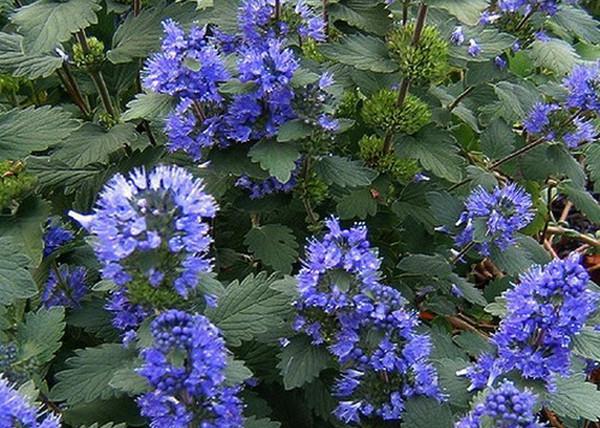 Caryopteris incana Kew Blue / Kínai kékszakáll Caryopteris incana Kew Blue / Kínai kékszakáll