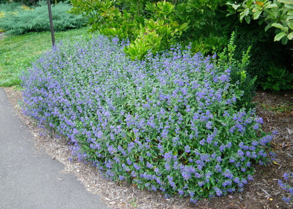 Caryopteris incana Kew Blue / Kínai kékszakáll Caryopteris incana Kew Blue / Kínai kékszakáll