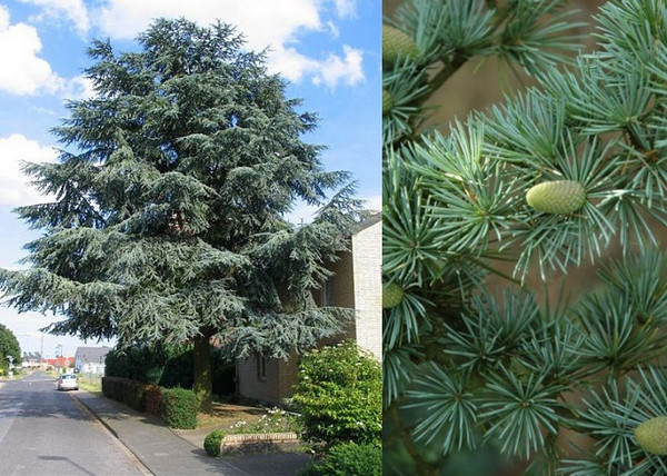 Cedrus atlantica Glauca / Kék atlasz cédrus