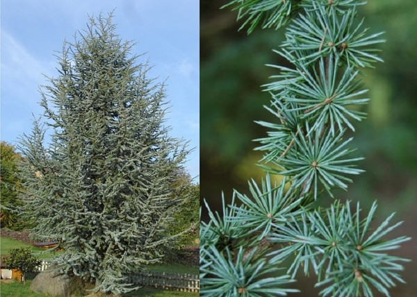 Cedrus atlantica Glauca / Kék atlasz cédrus