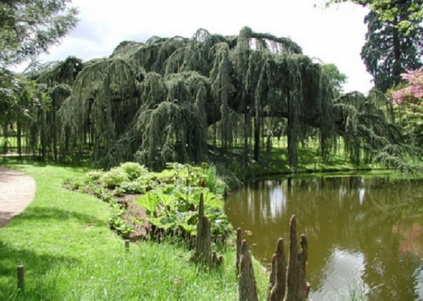 Cedrus atlantica Glauca Pendula / Csüngő atlasz cédrus