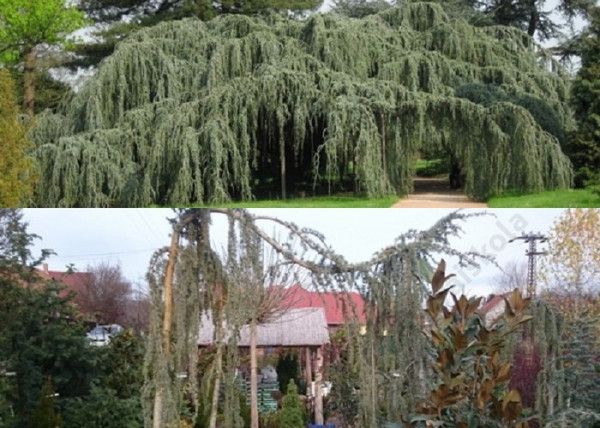 Cedrus atlantica Glauca Pendula / Csüngő atlasz cédrus