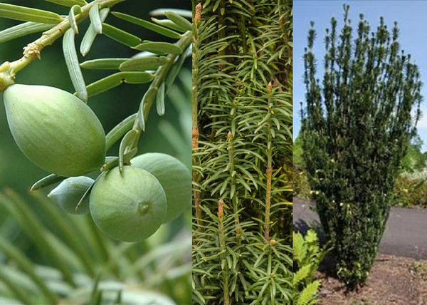 Cephalotaxus harringtonia Fastigiata / Oszlopos áltiszafa Cephalotaxus harringtonia Fastigiata / Oszlopos áltiszafa