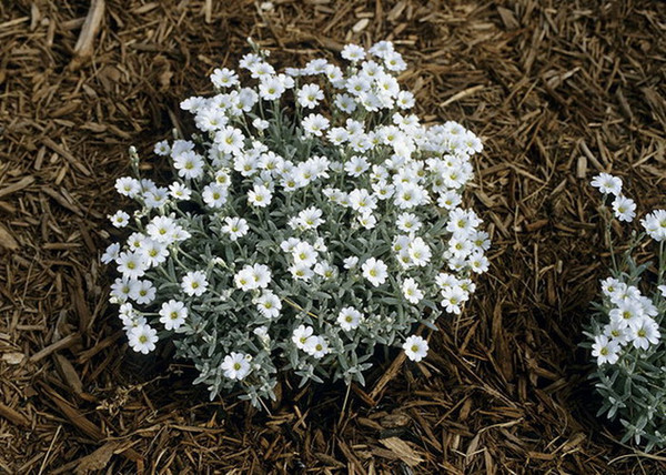Cerastium tomentosum / Molyhos madárhúr