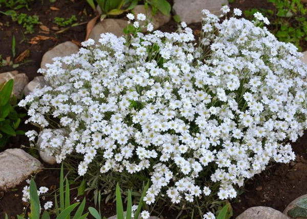 Cerastium tomentosum / Molyhos madárhúr
