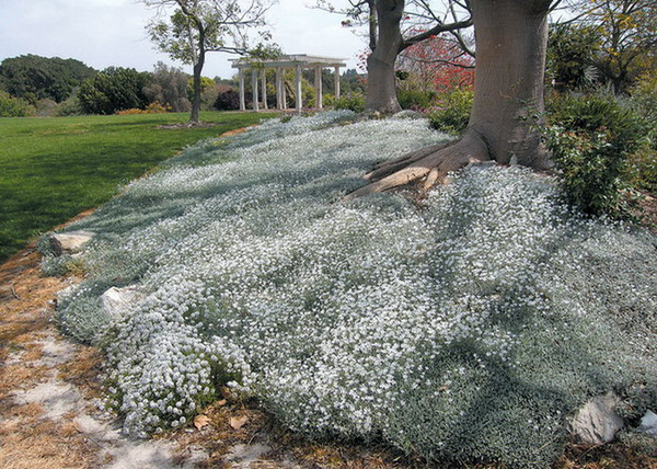 Cerastium tomentosum / Molyhos madárhúr