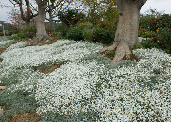Cerastium tomentosum / Molyhos madárhúr