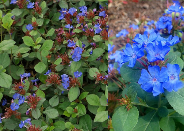 Ceratostigma plumbaginoides / Tarackoló kékgyökér