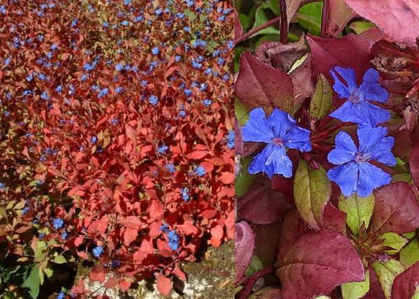 Ceratostigma plumbaginoides / Tarackoló kékgyökér