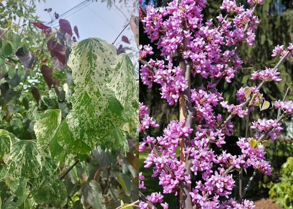 Cercis Canadensis Alley Cat (Eastern Redbud) / Tarka levelű júdásfa