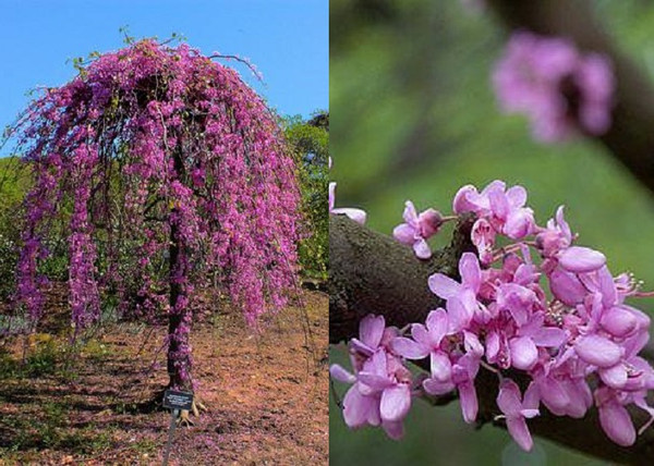 Cercis canadensis Covey Lavender Twist / Lila virágú csüngő kanadai júdásfa Cercis canadensis Covey Lavender Twist / Lila virágú csüngő kanadai júdásfa