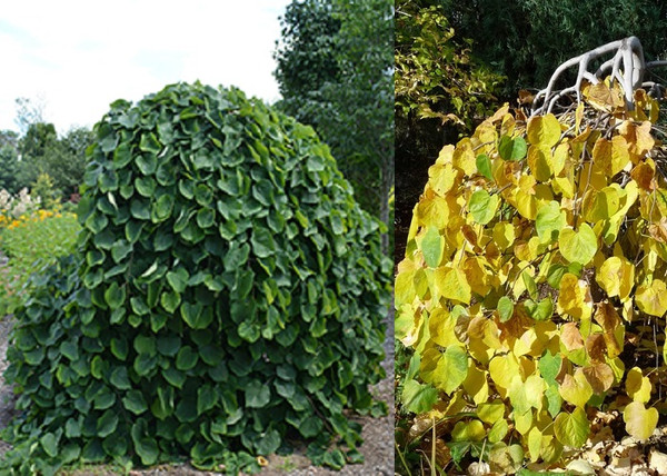 Cercis canadensis Covey Lavender Twist / Lila virágú csüngő kanadai júdásfa Cercis canadensis Covey Lavender Twist / Lila virágú csüngő kanadai júdásfa