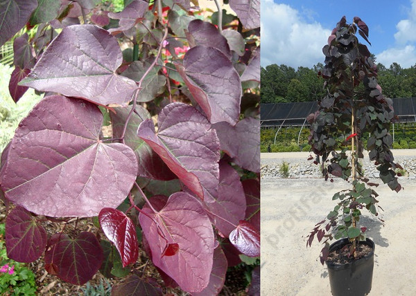 Cercis canadensis Ruby Falls / Bordó levelű csüngő kanadai júdásfa