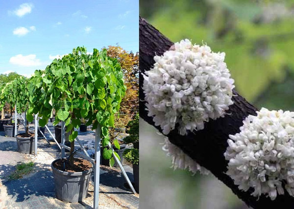 Cercis canadensis Vanilla Twist / Fehér virágú csüngő kanadai júdásfa