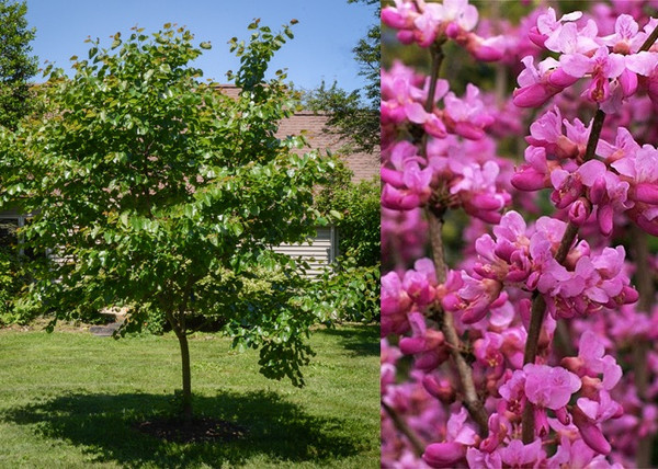 Cercis canadensis var. texensis Oklahoma / Fényeslevelű júdásfa