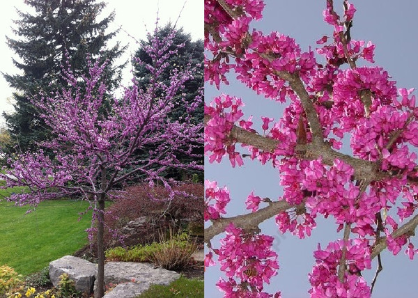 Cercis chinensis Avondale / Kínai júdásfa